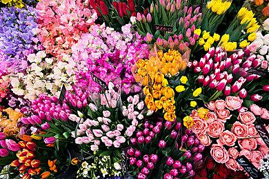 《艾尔登法环：黄金树幽影》新截图 DLC时长30-40小时